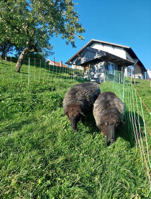 Klara und Wolli lieben kuscheln und spazieren