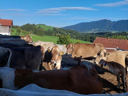 unsere Kühe lassen sich auch sonnen unsere Kühe lassen sich auch sonnen