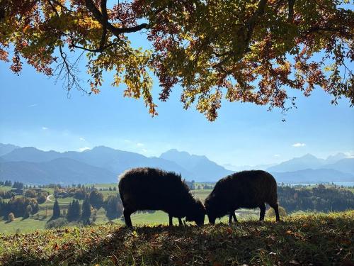 Spaziergang mit Wolli und Klara Spaziergang mit Wolli und Klara
