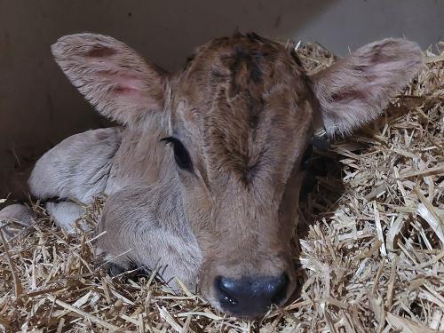 ich bin Scheck ich bin Scheck