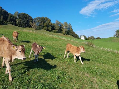 Kälber freudig auf der Weide Kälber freudig auf der Weide