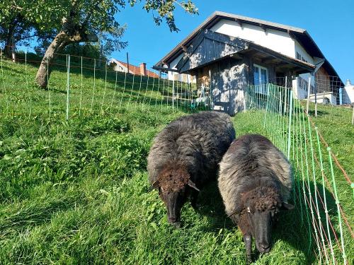 Klara und Wolli lieben kuscheln und spazieren Klara und Wolli lieben kuscheln und spazieren