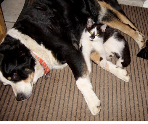 Unser Haus- und Hofhund mit seiner Lieblingskatze