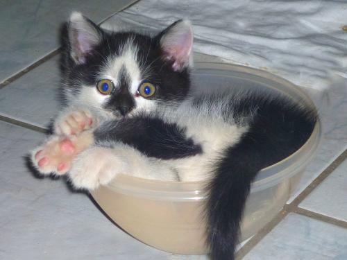 Unsere Kätzchen finden überall ein Plätzchen