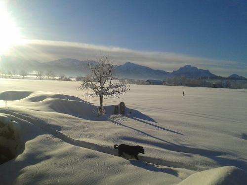 toller Winter