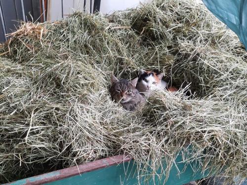 Katzen im Heu