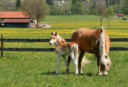 unser jüngster Nachwuchs "Wickie"