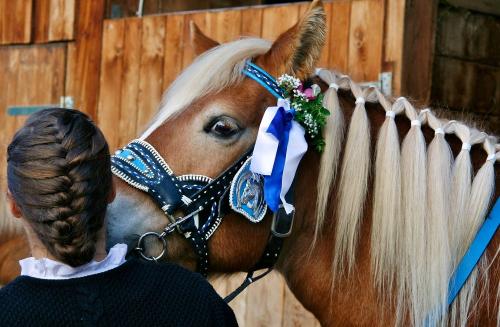 Unsere Haflinger