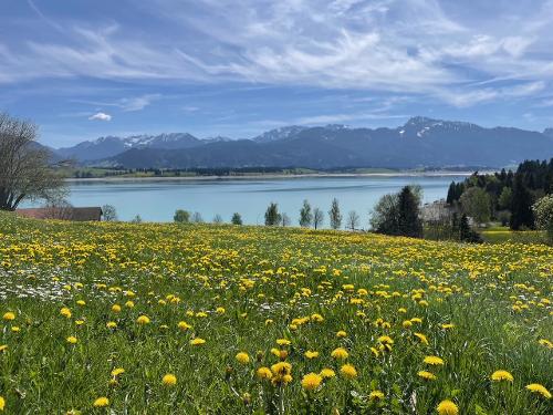 der Forggensee um die Ecke der Forggensee um die Ecke