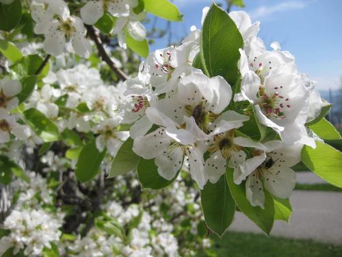 birnbaumblüte