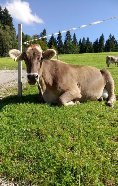 Kühe auf der Wiese