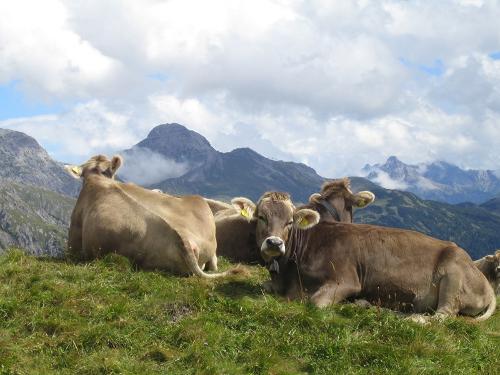 Jungvieh auf der Alpe