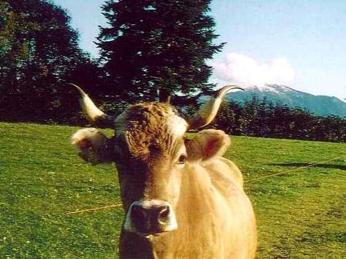 frieda