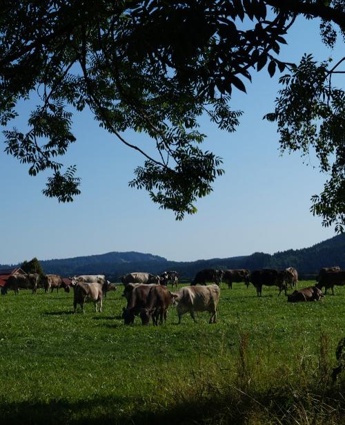 Unsere Kühe auf der Weide