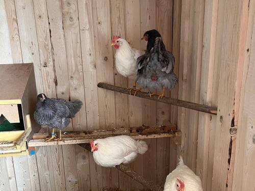 Unsere glücklichen Hühner Unsere glücklichen Hühner