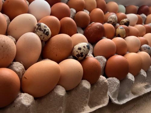 täglich frische Eier täglich frische Eier