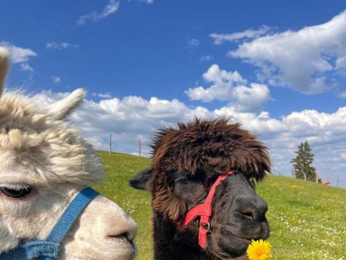 Alpakas Alpakas