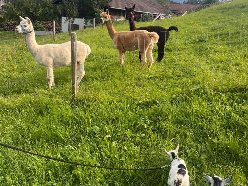 Unsere Alpakas Unsere Alpakas