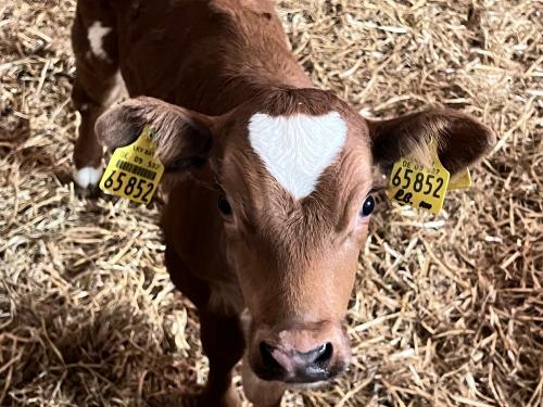 süßes Kalb süßes Kalb