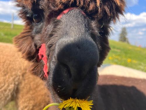 Alpaka Schoki Alpaka Schoki