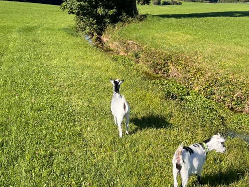 Spaziergang mit den Ziegen Spaziergang mit den Ziegen