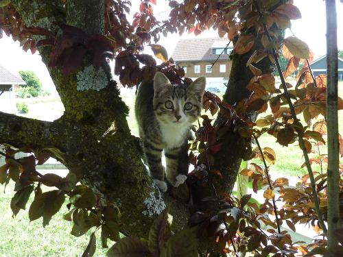 unsere Katze Nelly