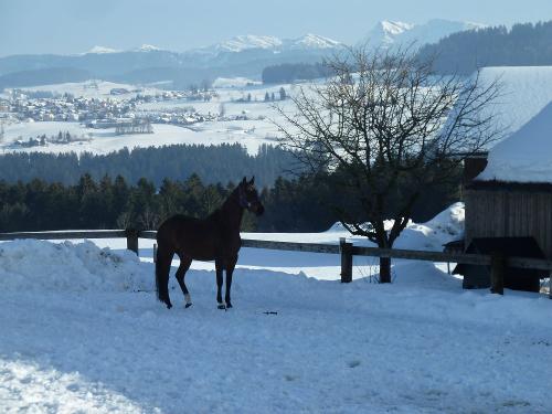 Wicki im Schnee