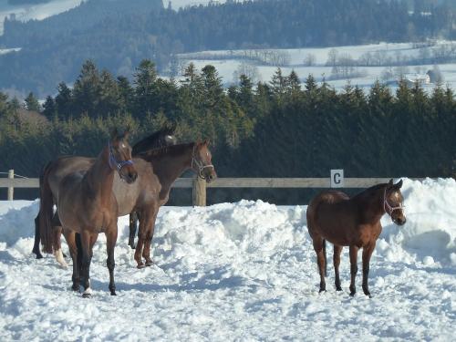 Pferde im Schnee