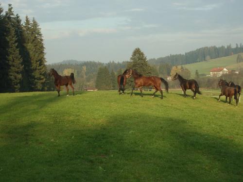 perdeaufweide5