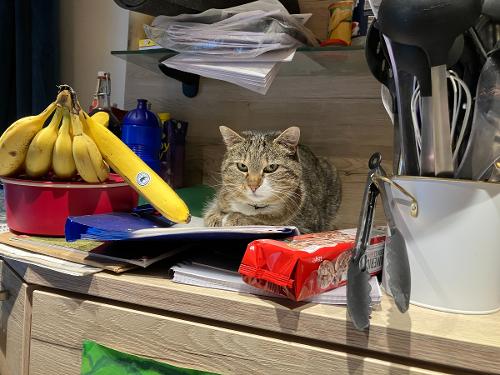 Der Hof Kater  Speedy  hat immer die Übersicht am Hof.