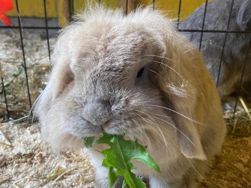 Unser Hase Hasse kann s kaum erwarten, die Kinder zu begrüßen.