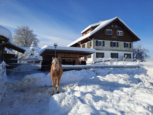 Pferd im Schnee Pferd im Schnee