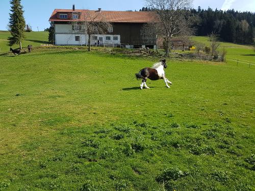 Pony auf der Weide Pony auf der Weide