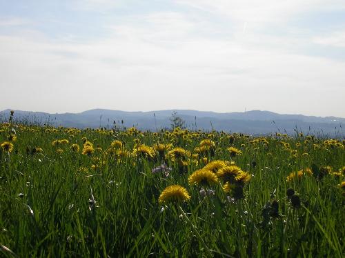 Löwenzahnfrühling
