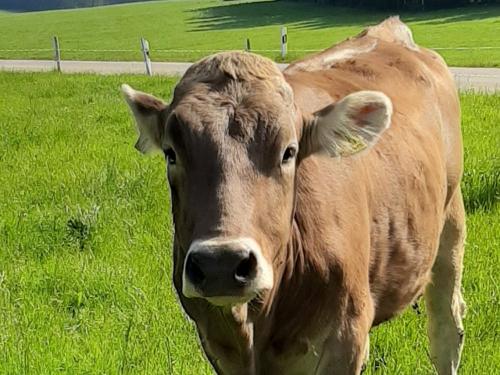 aufderweide