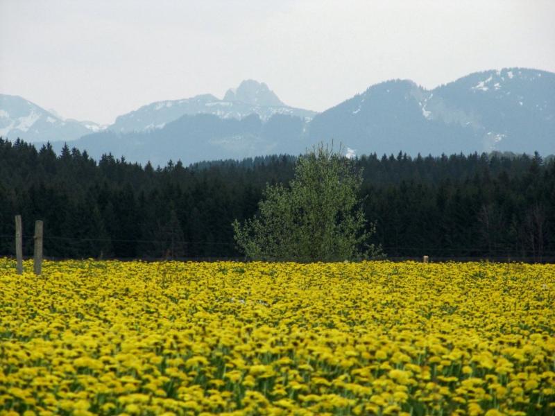 Einzigartig im Allgäu - die Löwenzahnblüte