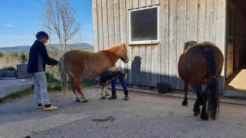 Ponys pflegen macht Spaß.