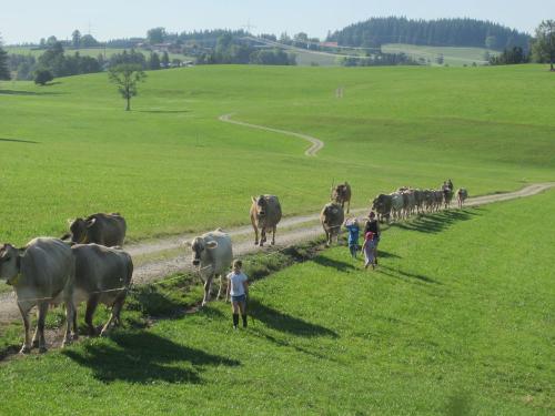 Seid dabei, wenn wir die Kühe von der Weide holen