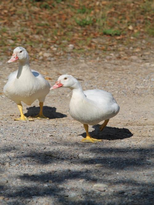 Enten