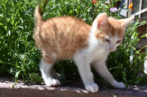 babykatze