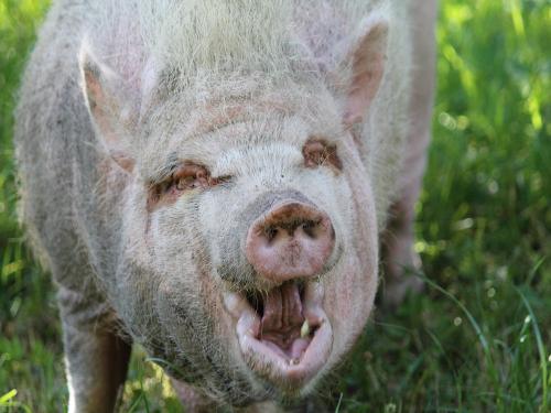 Lachendes Schwein