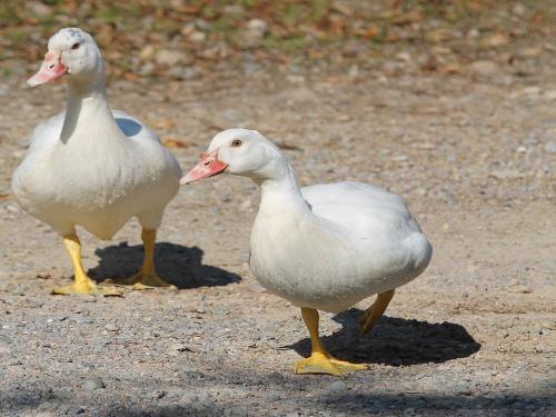 Enten