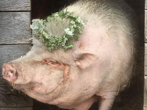 Schwein Blumenkranz