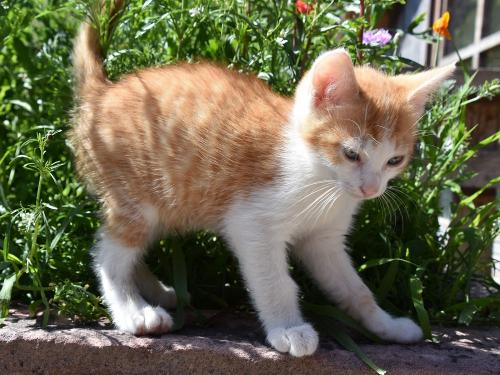 babykatze