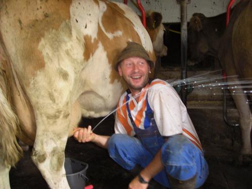 Bauer Karl beim Melken