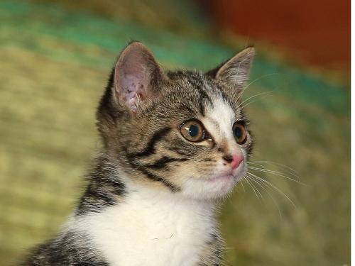 katzen