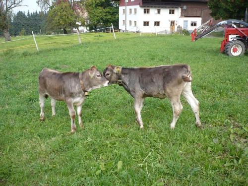 Kälber 1 Kälber 1