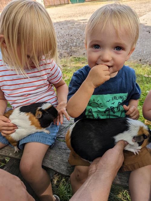 Meerschweinchen streicheln bei der Hofrunde