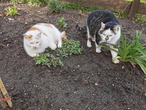 Peter und Bobby haben die Katzenminze entdeckt