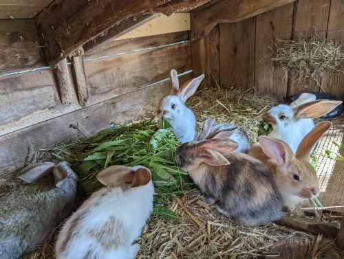 Jedes Jahr haben wir Babykaninchen